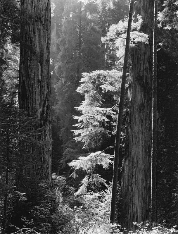 Illuminated Redwoods