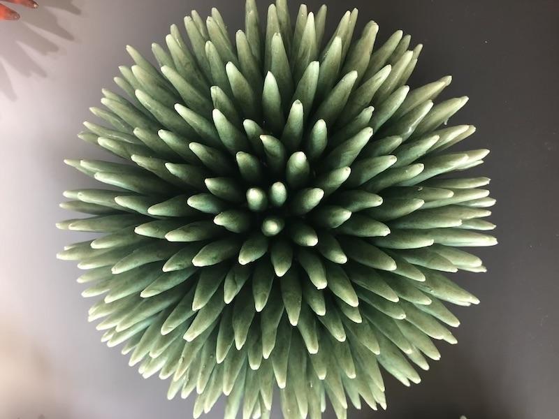 green urchin